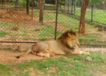 SriVenkateswaraZoologicalPark